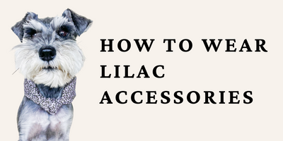 Lilac Pet Accessories, 4 Ways to Wear Them
