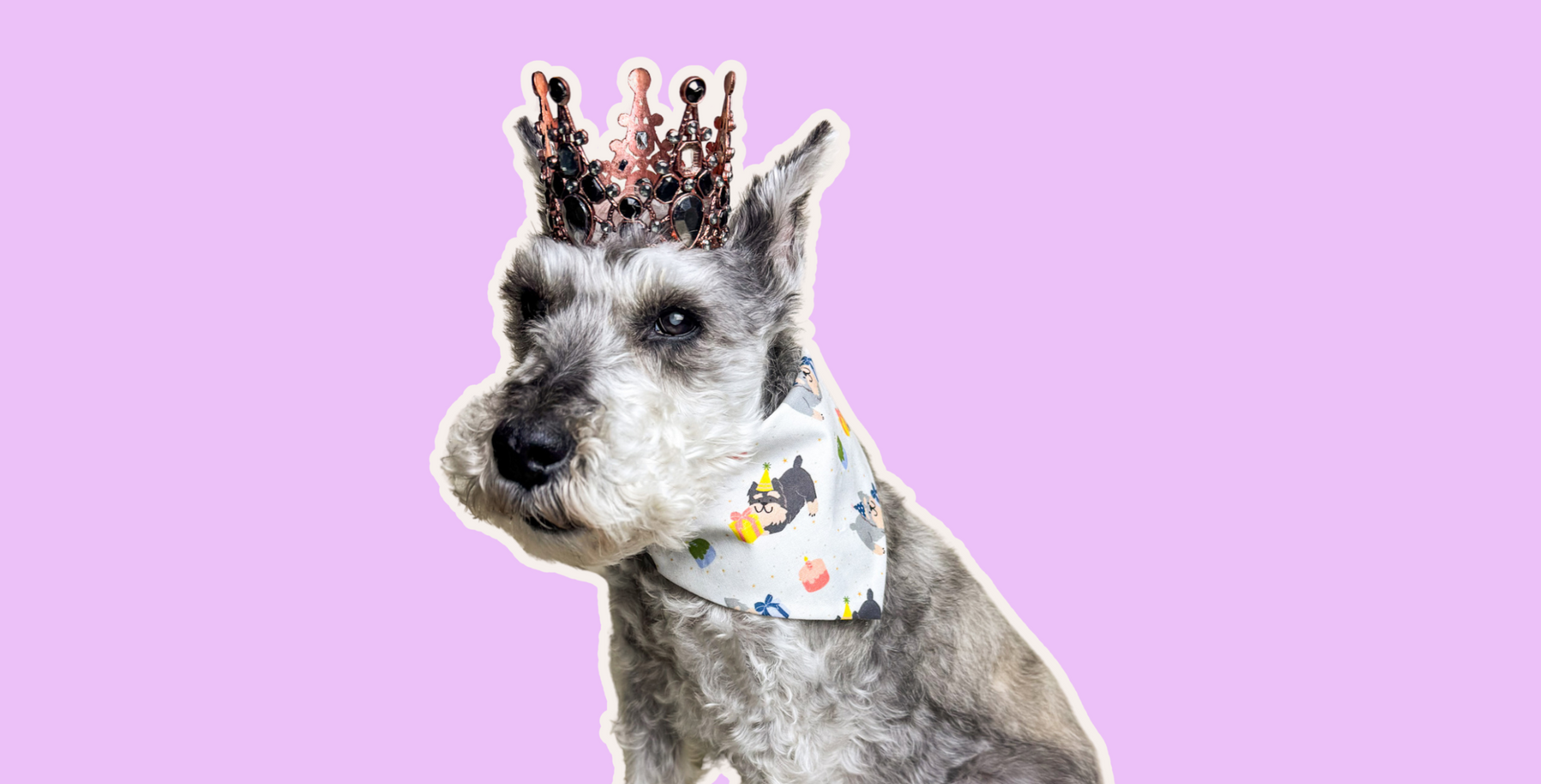 Schnauzer wears a bandana with schnauzer party theme print and a crown