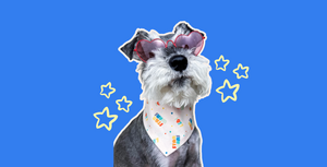 Mini schnauzer wears classic Star Wars 1977 colorful dog bandana and heart sunglasses