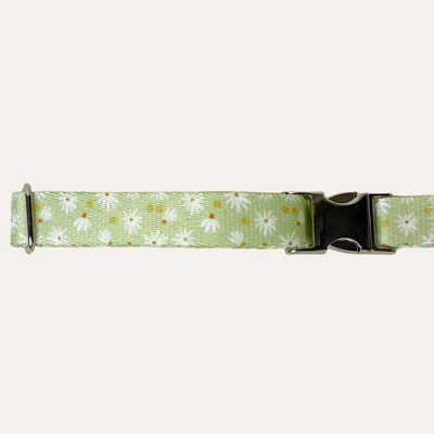 Light green dog collar with white daisies with orange centers
