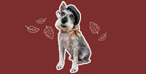 Mini schnauzer wears glasses, newsboy cap and a tan plaid sailor bow tie on a red preppy leopard print dog collar. He stands in front of a dark red background with illustrated fall leaves.