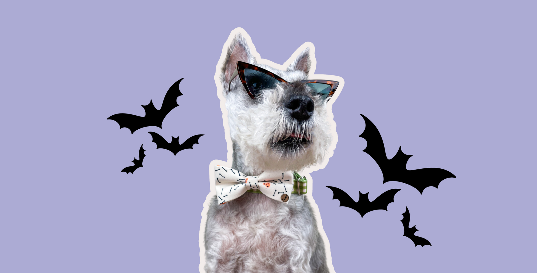 Gray dog wears sunglasses and skull and crossbones bow tie on a purple background with black bats illustrated around him.