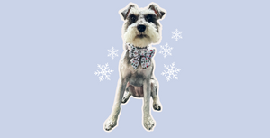 Mini schnauzer wears sailor bow print with schnauzers wearing Christmas sweaters.