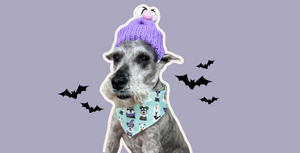 Schnauzer wears a beanie hat with pom pom eyes like a muppet. He wears a bandana with a pattern of other schnauzers in halloween costumes.