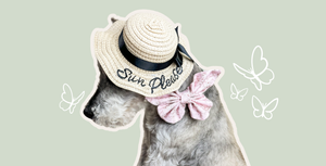 Mini schnauzer wears a pink butterfly shaped bow on his dog collar and a straw sun hat. Hand drawn butterflies surround him.