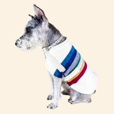 Dog in profile wears cream coat with blue, red, gray, green and yellow stripes. 