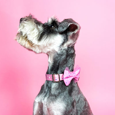 Black and white dog in portrait against a pink backdrop wears a pink terrazzo collar with matching bow