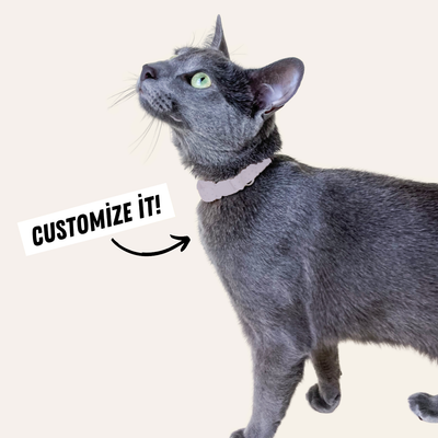Gray cat wears collar with text "customize it"