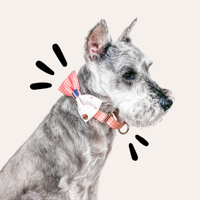 Dog in profile wears martingale loop buckle collar with bow tie